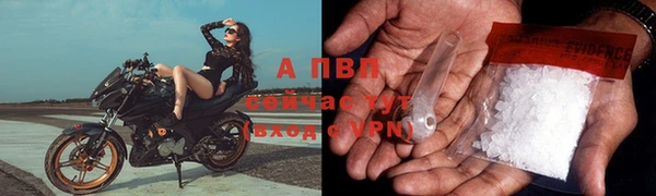 ГАЛЛЮЦИНОГЕННЫЕ ГРИБЫ Осинники